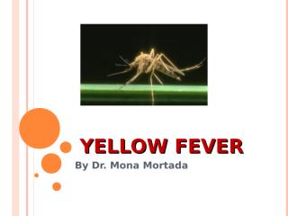 Yellow fever.ppt