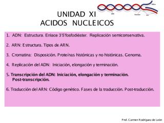 acidos nucleicos III.pdf